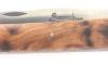 Sauveterre Thuya Tree - PRESTIGE 5