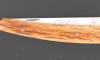 Le Thiers Pote - Tinted Giraffe Bone handle (brown) 4