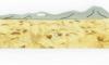 Brin d&#039;Auvergne - Pocket - Birch Wood 3